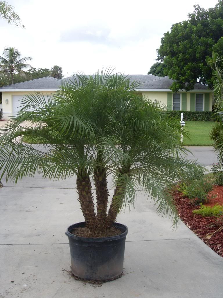 25 Gallon Pygmy Date Palm Photo by naturesamples Photobucket